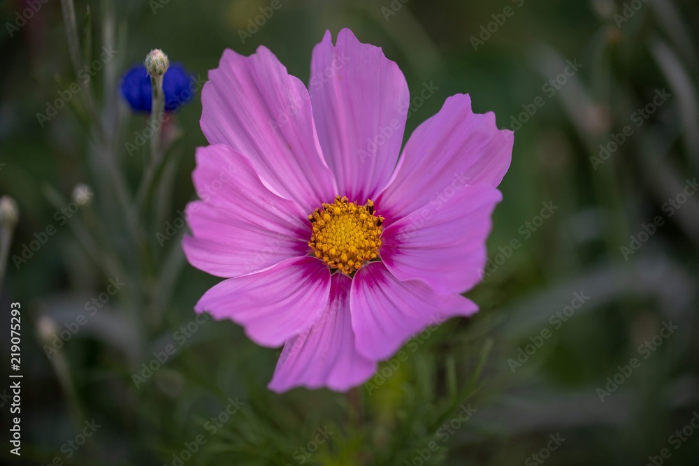 Obraz premium Flower