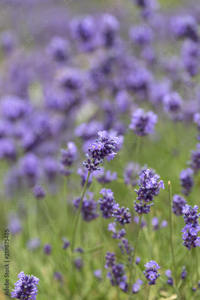 Lavender flowers blooming in the garden, beautiful lavender field. Lavender flowers blooming in the garden, beautiful lavender field.
