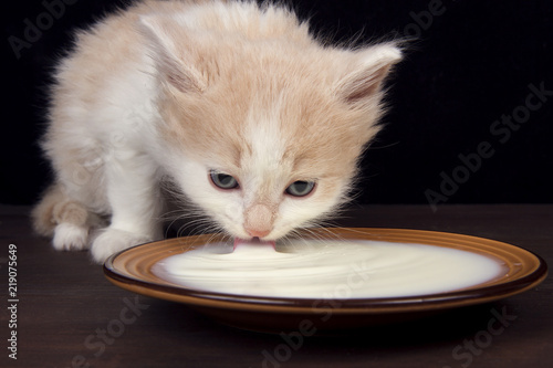 the kitten drinks milk from a plate  on a dark wooden background