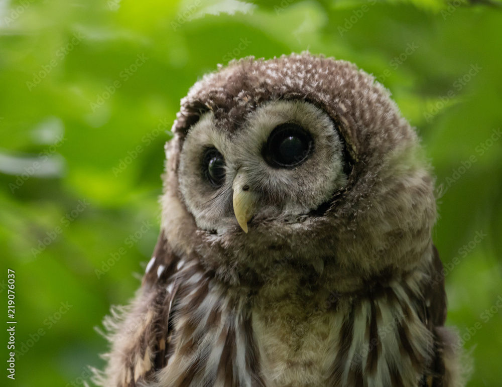Obraz premium Closeup Owl in a Tree