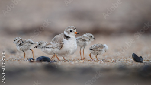 Slika na platnu Piping Plover chicks with Female