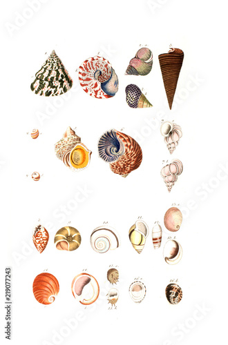 Illustration of shell
