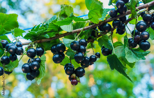 Beautiful, delicious blackcurrant berries on a branch