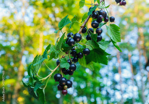 Beautiful, delicious blackcurrant berries on a branch