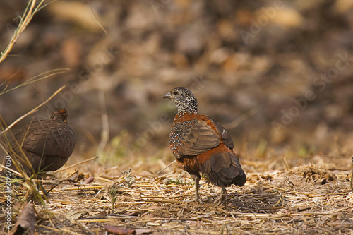 Painted spurfowl, Galloperdix lunulata, Ranthambhore Tiger Reserve, Rajasthan, India photo