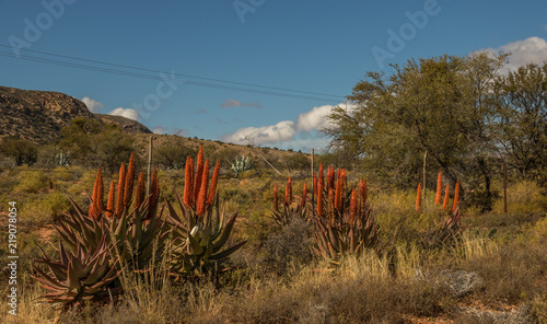 Karoo winter landscape with aloes in the Willowmore district in South Africa photo