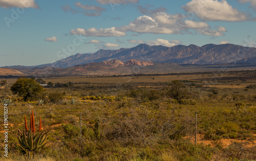 Karoo winter landscape with aloes in the Willowmore district in South Africa photo