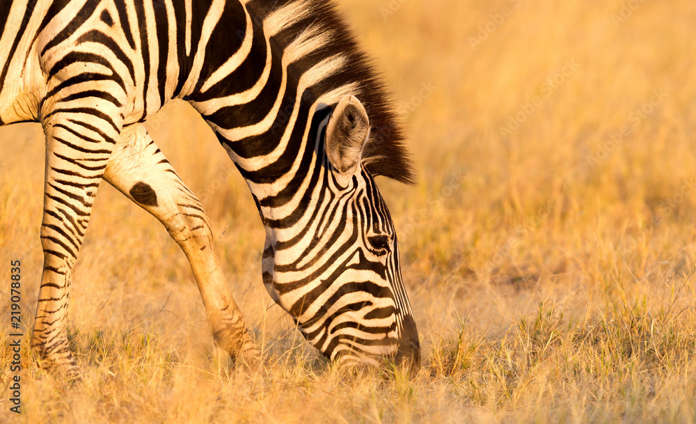 Obraz premium Plains zebra (Equus quagga) in the grassy nature, evening sun