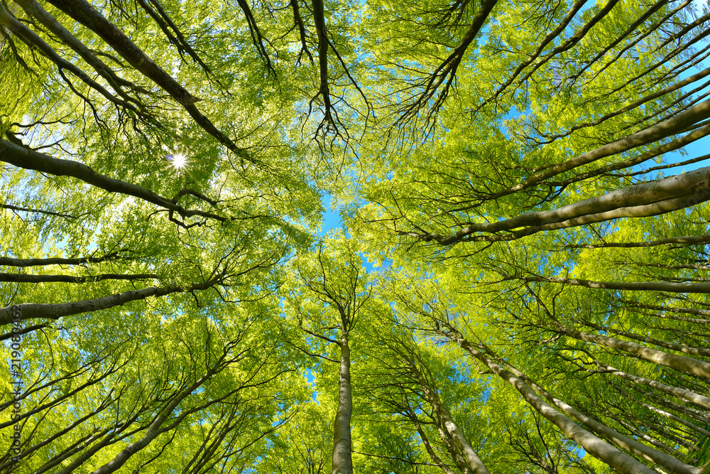 Fototapeta premium Beech Trees Forest from below, Early Spring, fresh green leaves