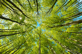 Beech Trees Forest from below, Early Spring, fresh green leaves