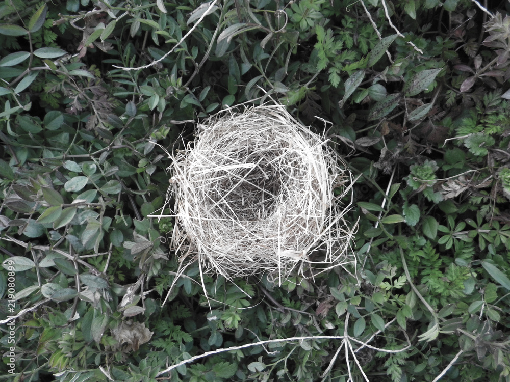 藁でできた丸い鳥の巣 空き家１ Stock 写真 Adobe Stock