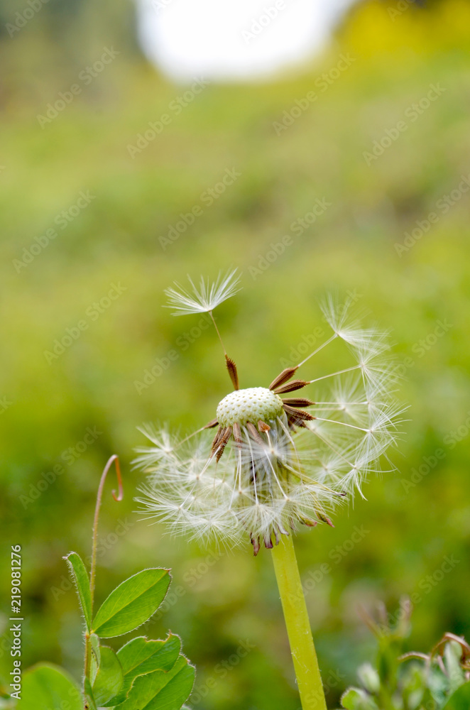 タンポポの綿毛 風が吹いたら旅に出る Stock Photo Adobe Stock