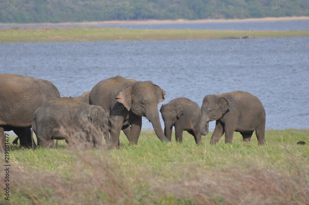 Asian Elephants in Sri Lanka Asian Elephants in Sri Lanka