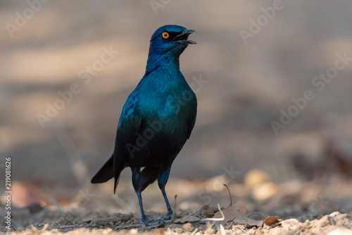 Close up portrait of loud calling open beak cape glossy starling standing tall on ground with soft brown bakcground