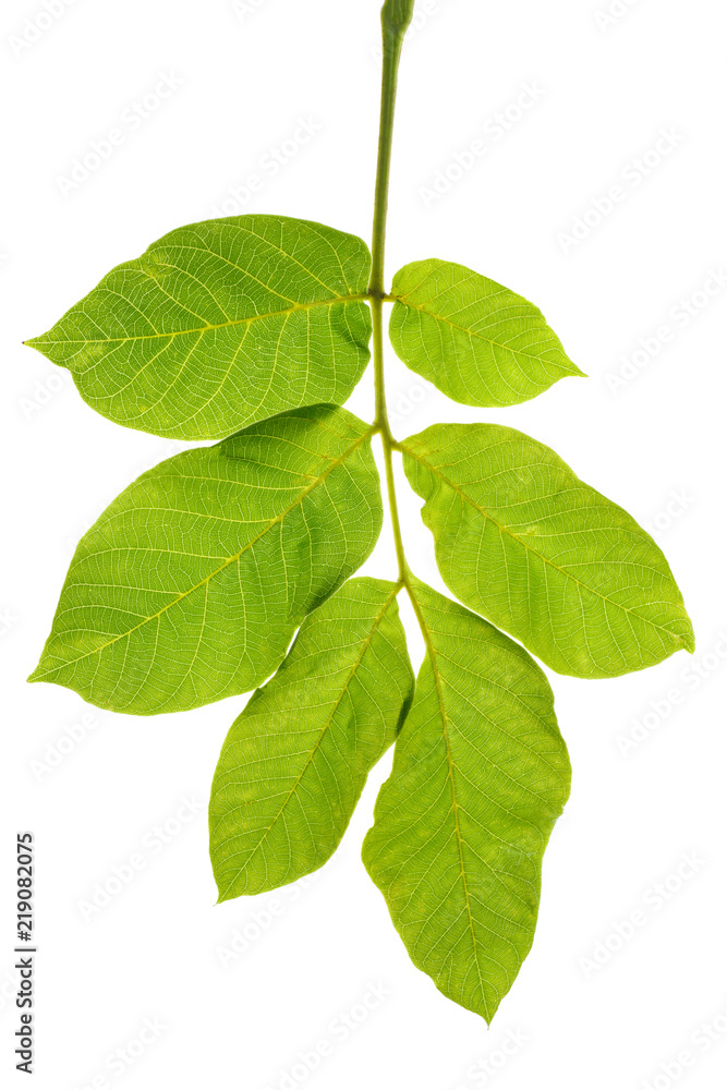 Circassian walnut leaf isolated on white background Circassian walnut leaf isolated on white background