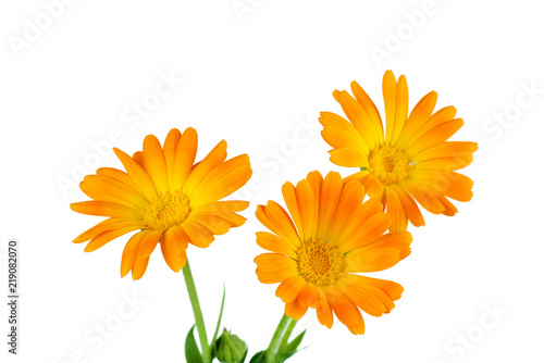 Fototapeta Naklejka Na Ścianę i Meble -  Calendula (Marigold) flowers