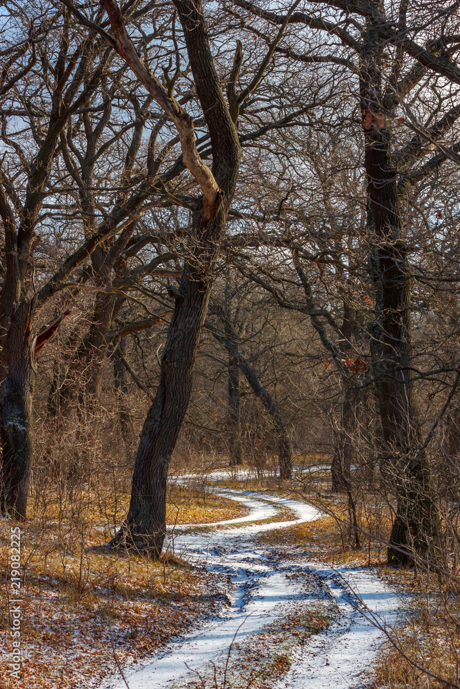 Snowy road in the last fall forest without foliage Snowy road in the last fall forest without foliage