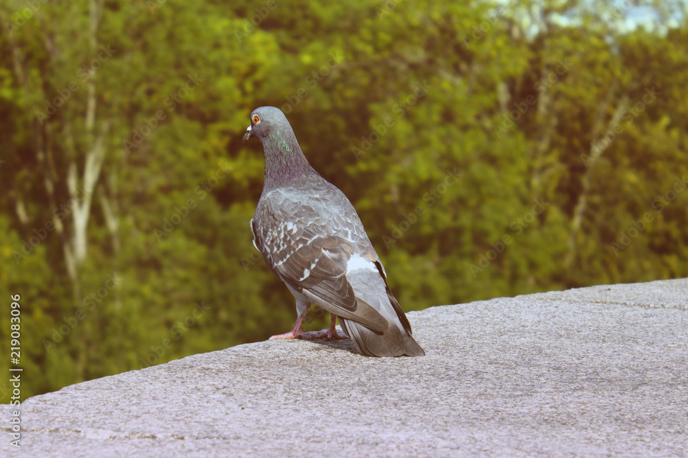 Obraz premium Pigeon on the background of trees on a summer day