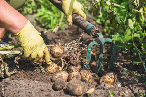 Gardener digging potatoes in field. Harvest of potato, fresh organic vegetables farming.