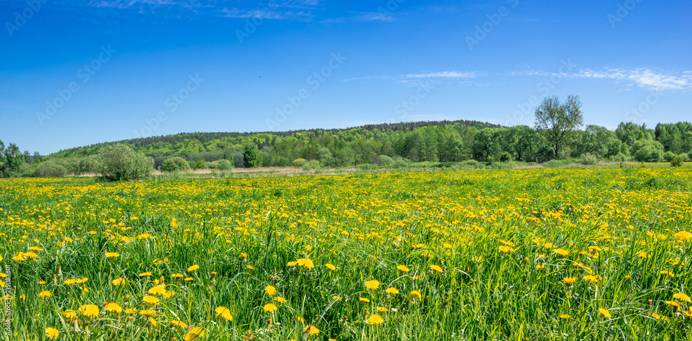 Dandelion flowers on field, spring panorama