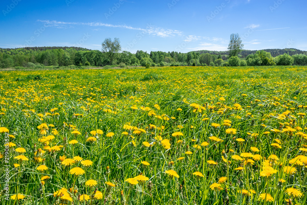 Dandelion flowers on meadow, spring landscape