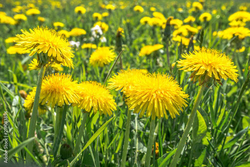 Dandelion flowers in grass, spring background © alicja neumiler