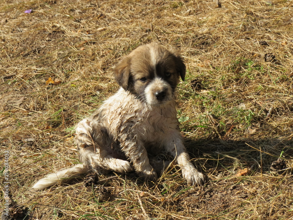 Puppy. (The Vast Russia! Sergey, Bryansk.) Puppy. (The Vast Russia! Sergey, Bryansk.)