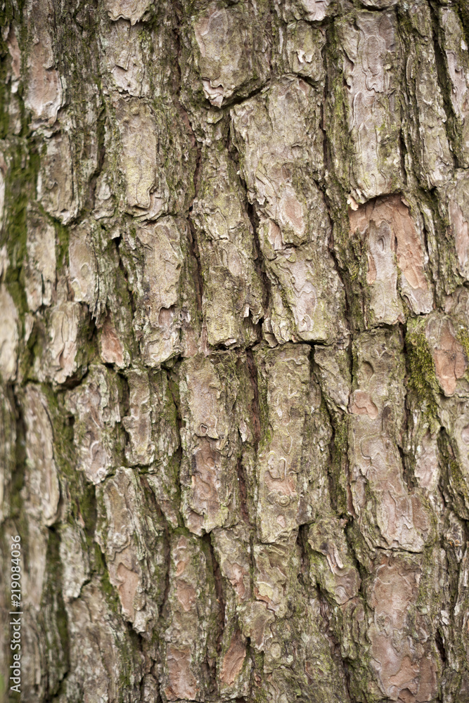 Wood grain texture Wood grain texture