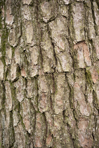 Wood grain texture