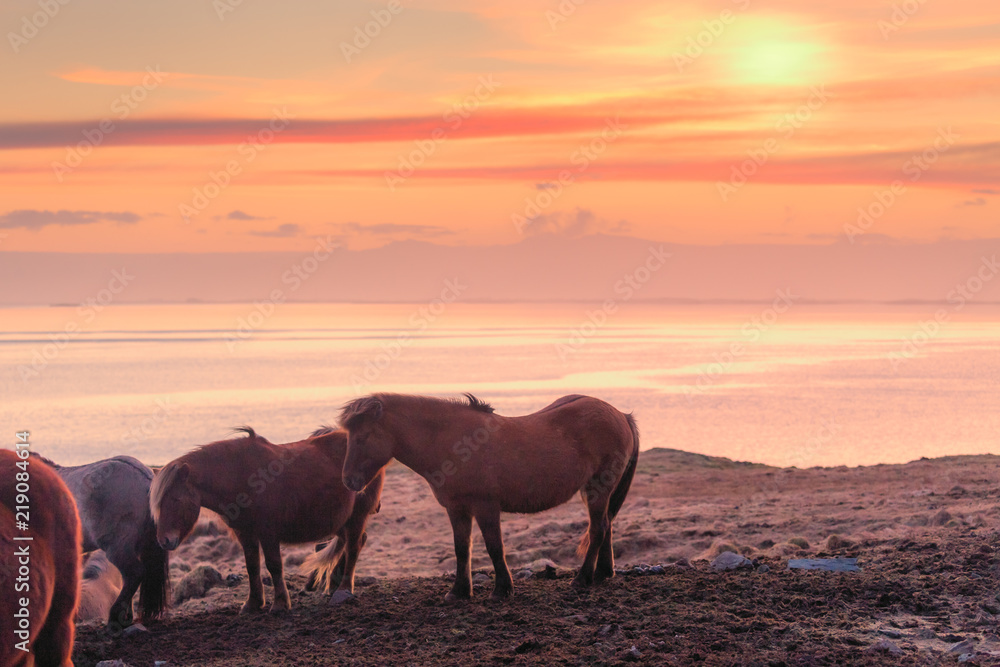 Group of Icelandic horse during sunset ocean in background Iceland. Group of Icelandic horse during sunset ocean in background Iceland.