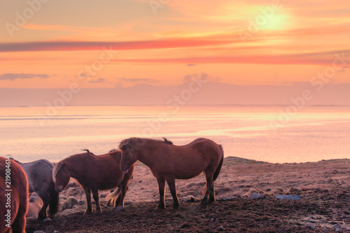 Group of Icelandic horse during sunset ocean in background Iceland.