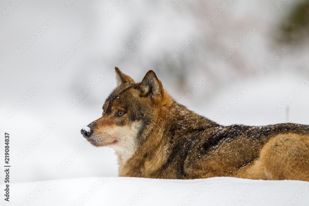 Fototapeta premium Wolf (Canis lupus) im Winter im Tier-Freigelände im Nationalpark Bayrischer Wald, Deutschland.