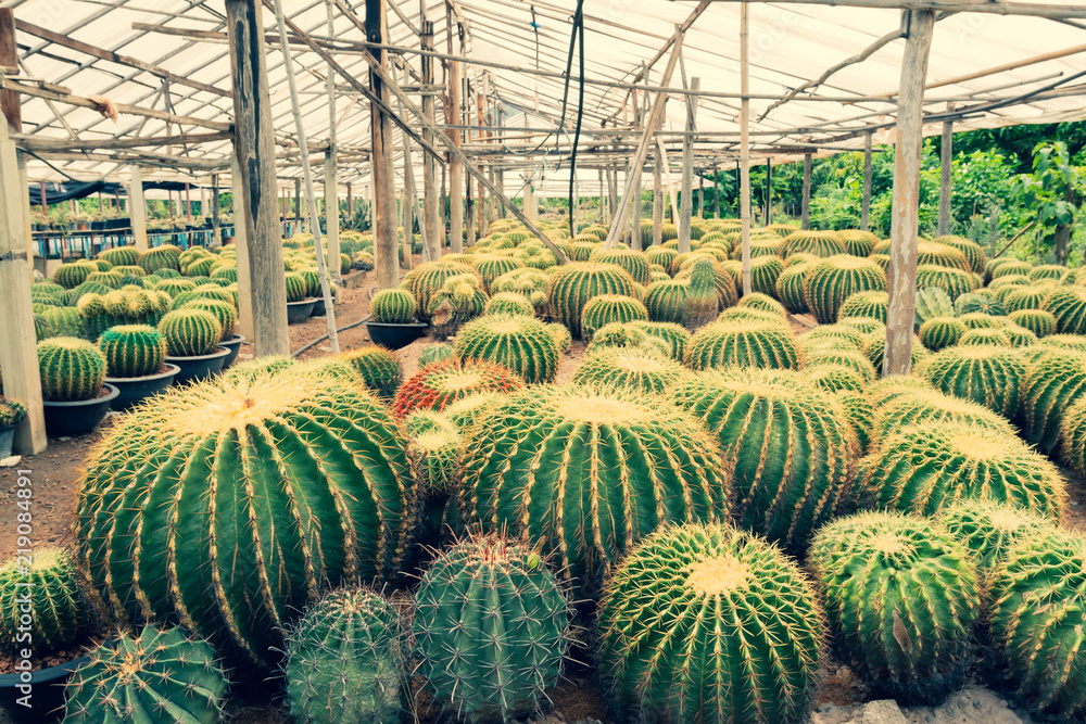 Cactus planted in a botanical garden at thailand Cactus planted in a botanical garden at thailand