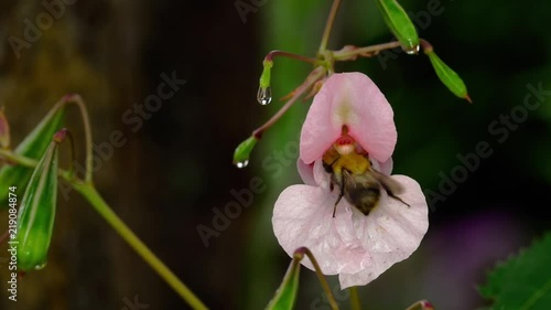 Impatiens glandulifera Royle and bumblebee photo