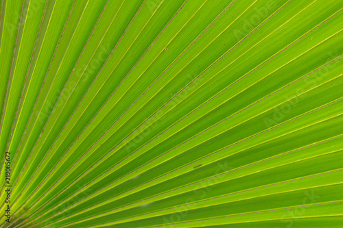 Green leaf