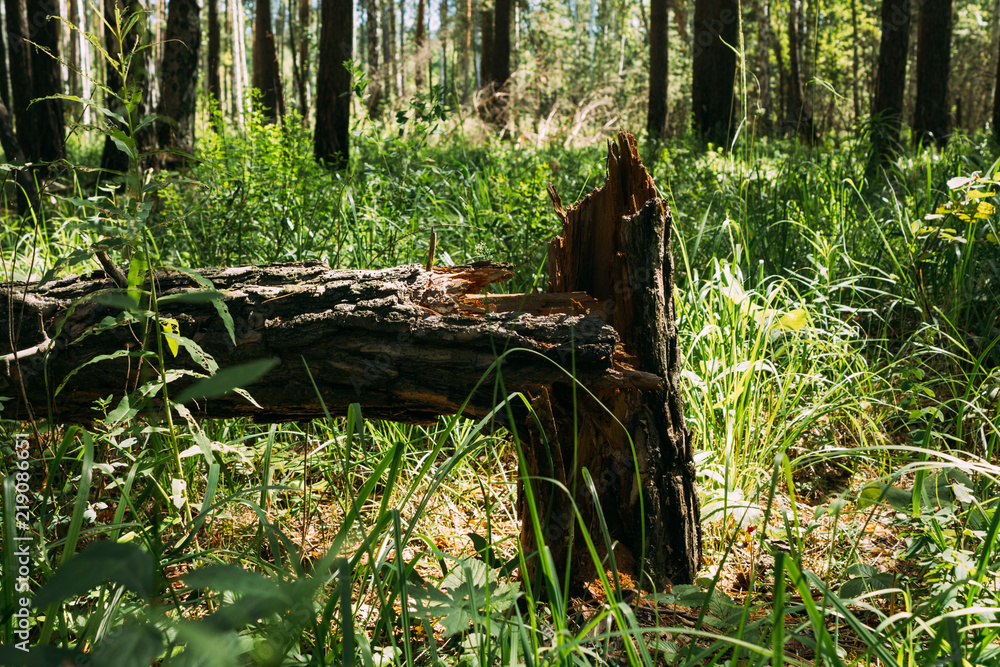 Broken tree trunk