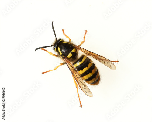 Konstfotografi Wespe, Vespula, germanica