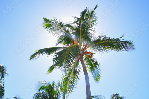 Palm tree closes the sun against the sky