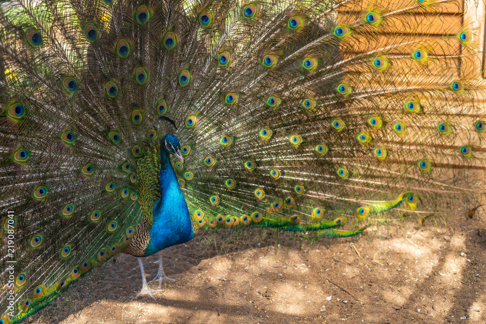 Naklejka premium Peacock with full plumage in mating season open.A close up photo of Green Peafowl, Peacock opening his tail feather.Beautiful male peacock.Proud Peacock with Open Wings