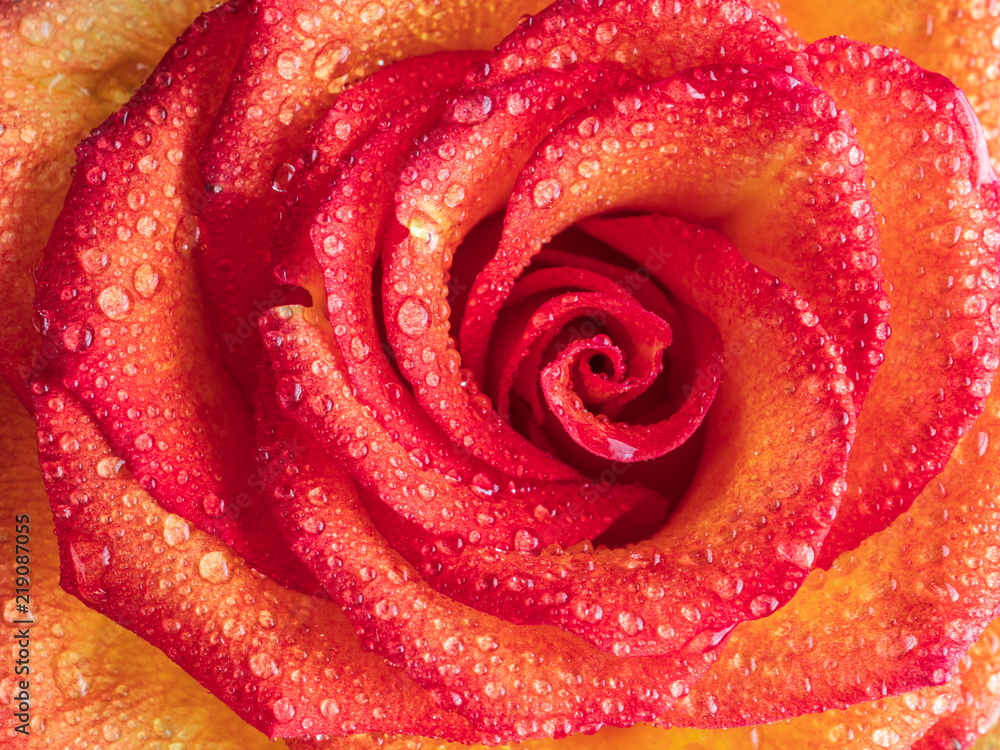 Beautiful flowering pink and yellow roses, with drops of dew. Beautiful flowering pink and yellow roses, with drops of dew.