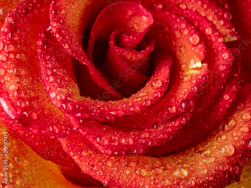 Beautiful flowering pink and yellow roses  with drops of dew.