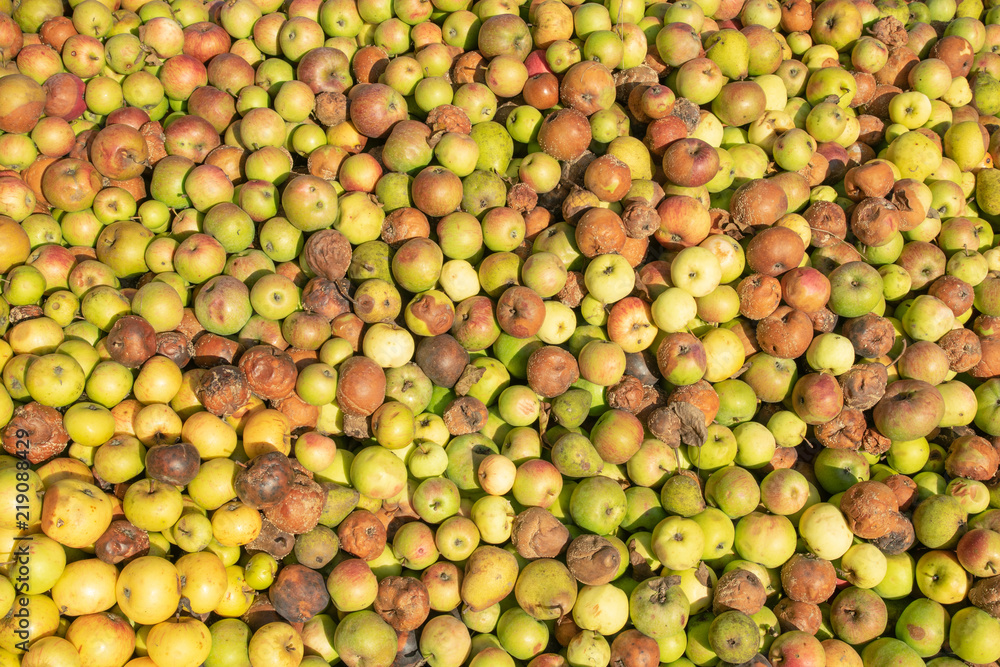 background of a lot of apples. background of a lot of apples.