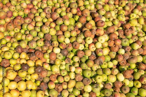 background of a lot of apples.