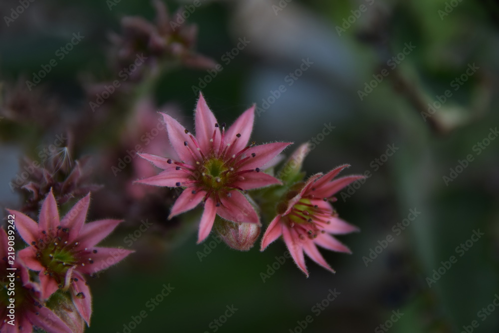 fleur fleur