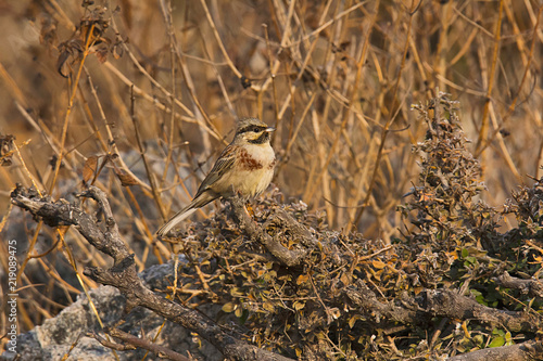 White-capped, Chestnut-breasted bunting, Emberiza stewarti, Mount Abu, Rajasthan, India photo