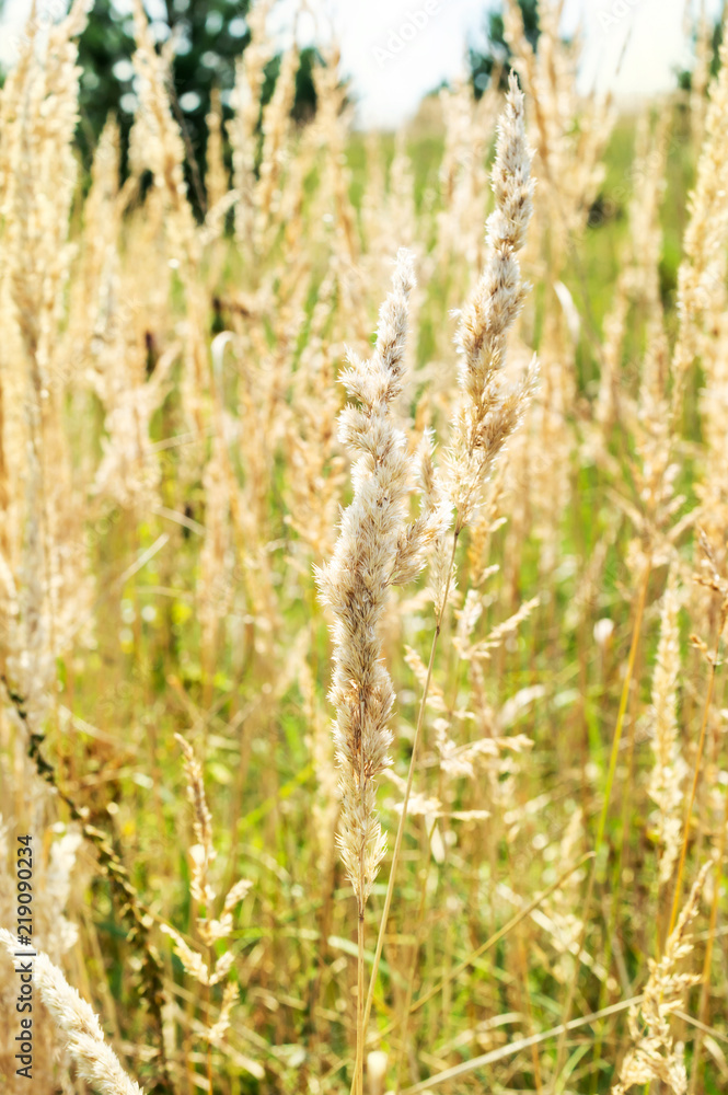Dry grass as natural background. Close up. Dry grass as natural background. Close up.