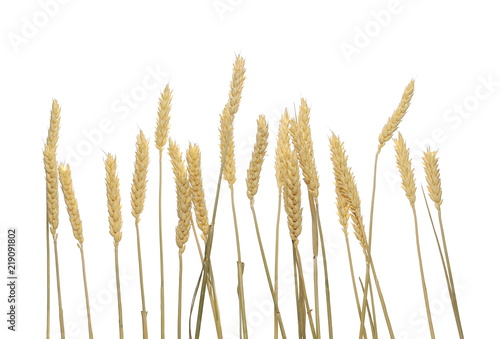 Dry wheat ears, grain isolated on white background, with clipping path