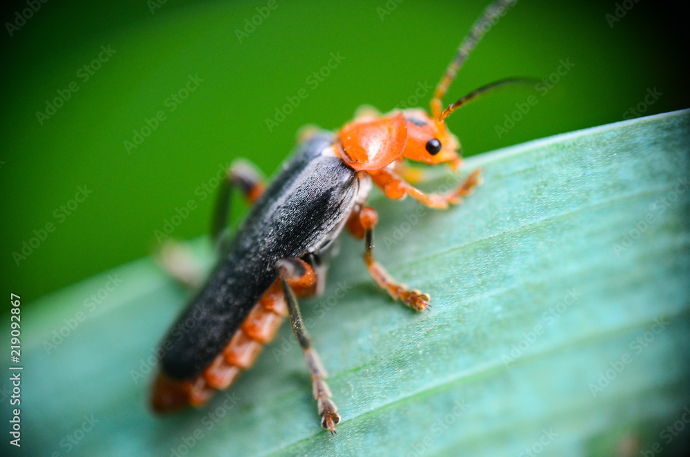 Naklejka premium beetle