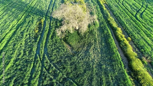 Aerial view of beautiful stark trees offset by lush green farmlands