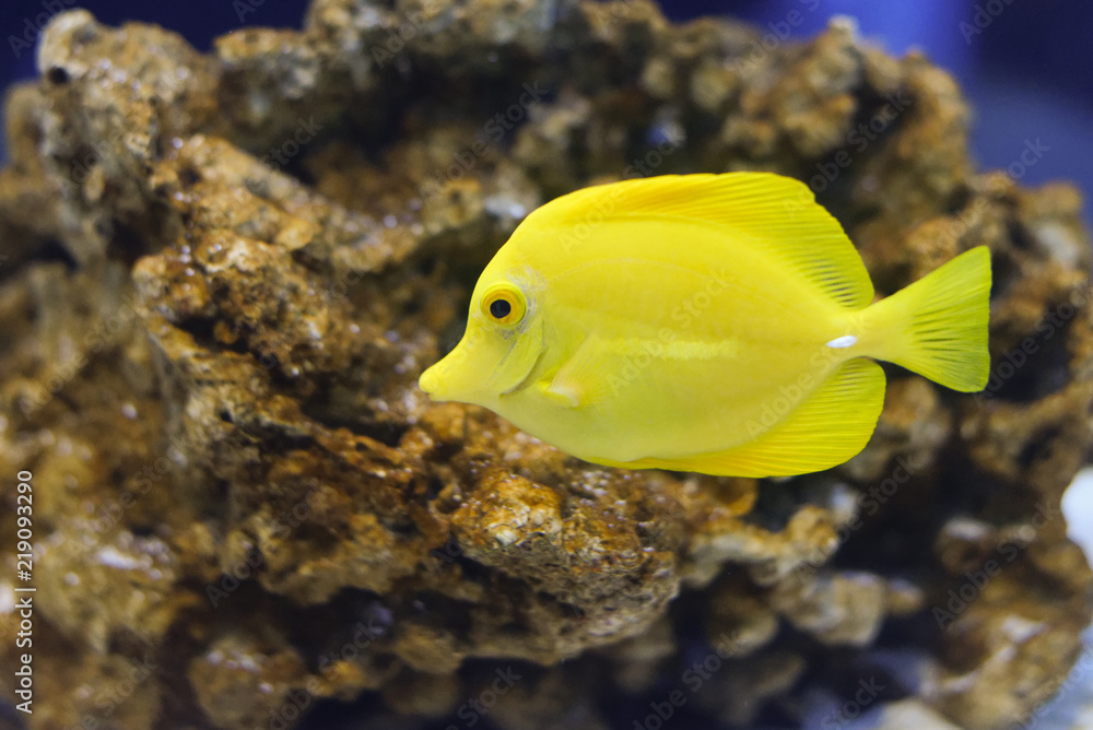 poisson exotique poisson exotique